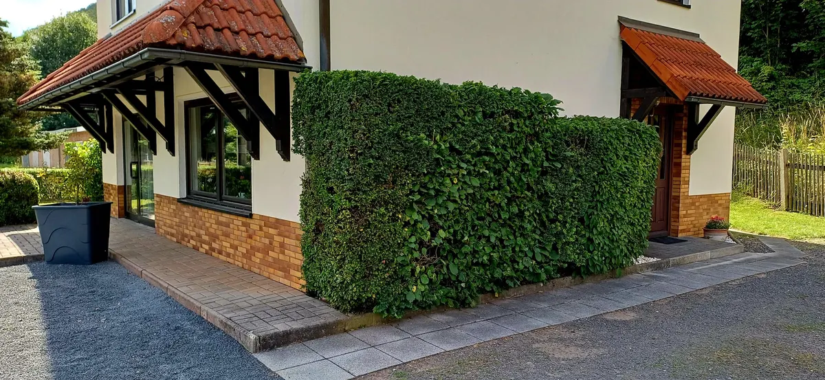 Dicht geschnittene Hecke an einer Hausfassade mit Vordächern