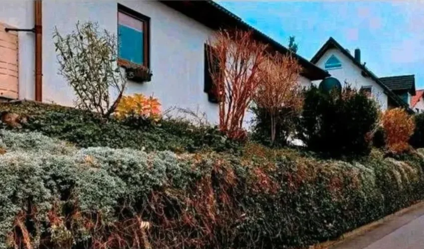Dieselbe Hecke nach dem Schnitt, gerade Kante entlang des Gehwegs