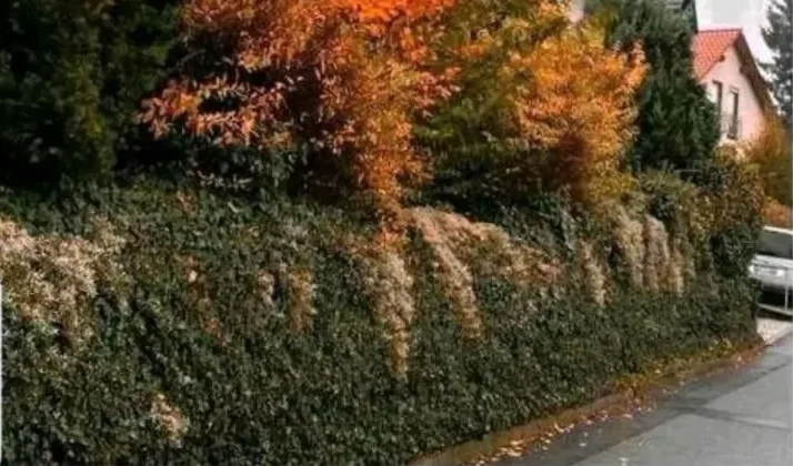 Stark überwachsene Hecke vor dem Schnitt, Triebe hängen über den Gehweg