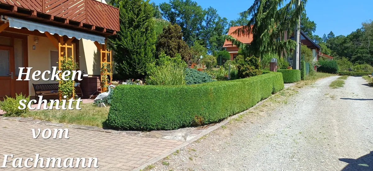 Auf Form geschnittene Hecke entlang einer Grundstückseinfahrt