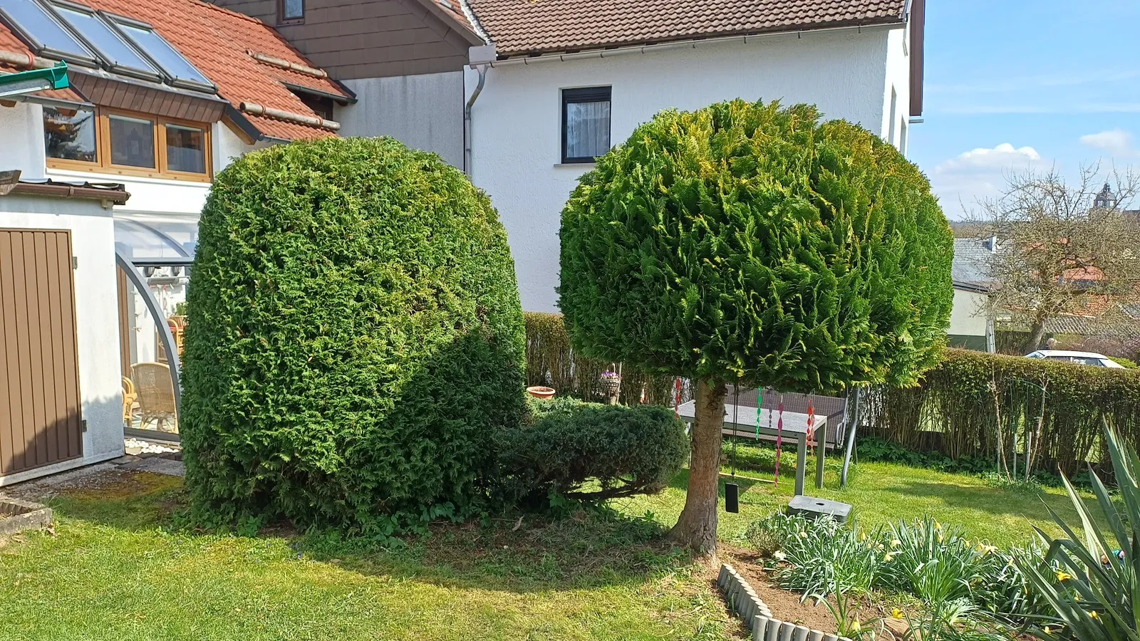 Zwei exakt in Form geschnittene Kugelbüsche